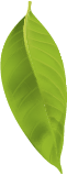 Hoja verde