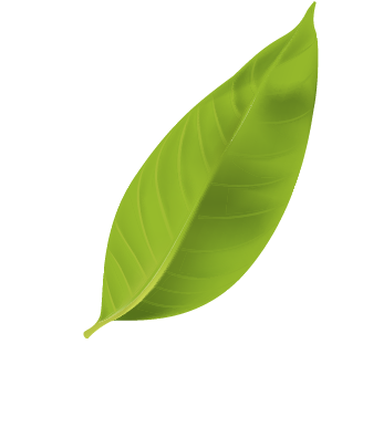 Hoja verde
