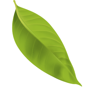 Hoja verde